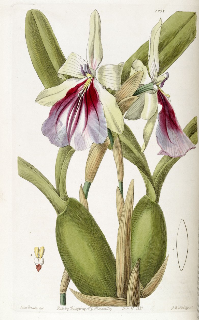 Miltonia spectabilis 作者 德雷克小姐
