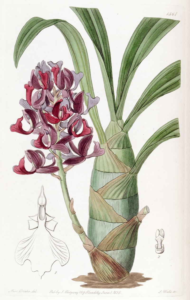 Mormodes atropurpurea 作者 德雷克小姐