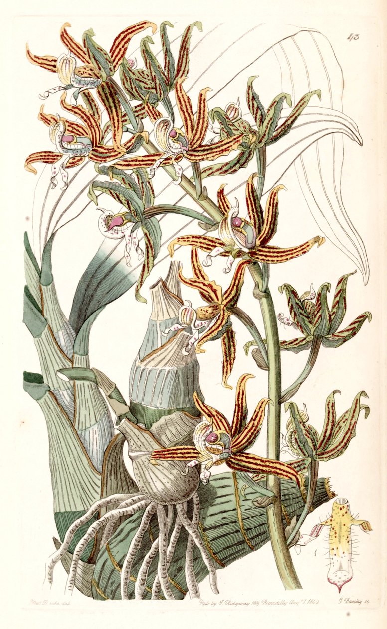 Mormodes lineata（作为Mormodes lineatum） 作者 德雷克小姐