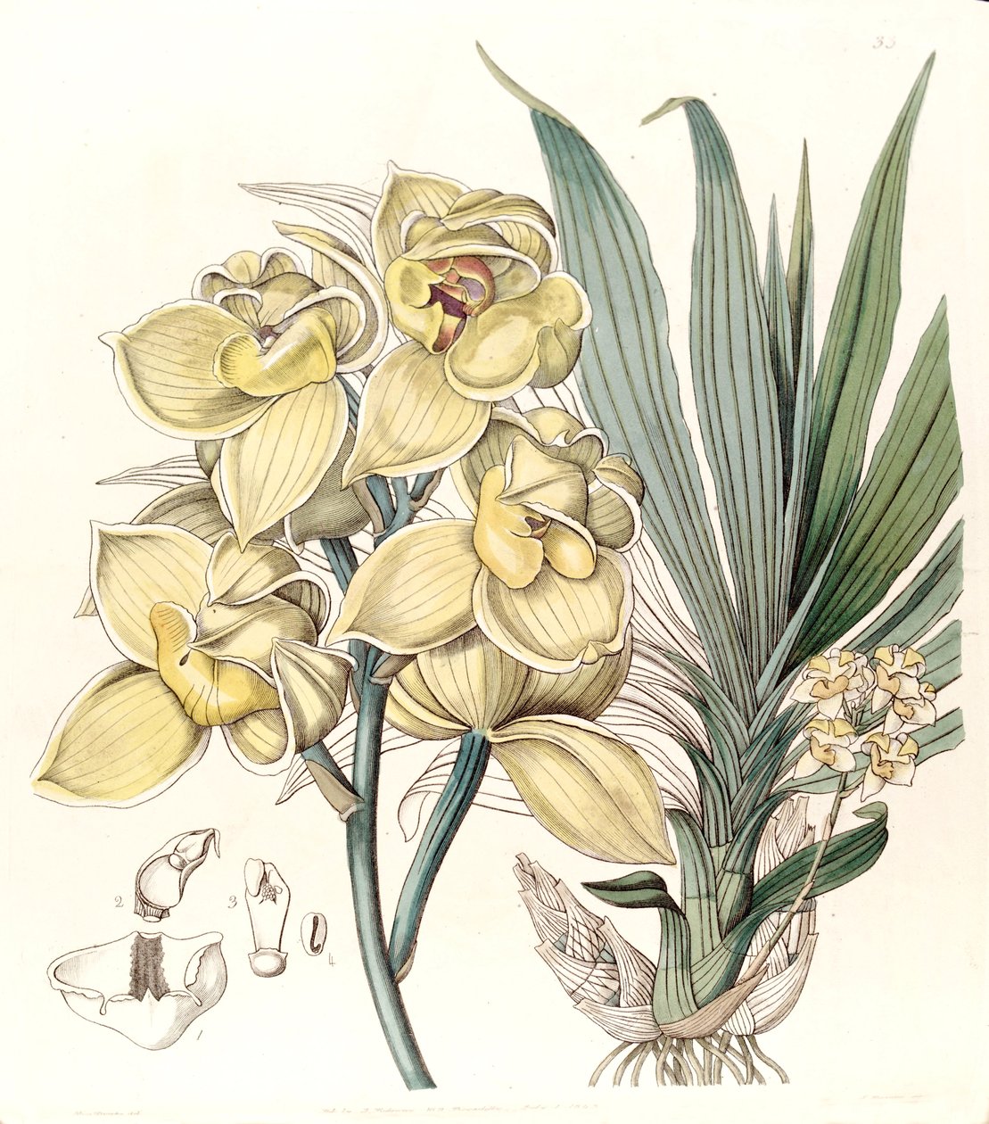 Mormodes luxata（作为Mormodes luxatum） 作者 德雷克小姐