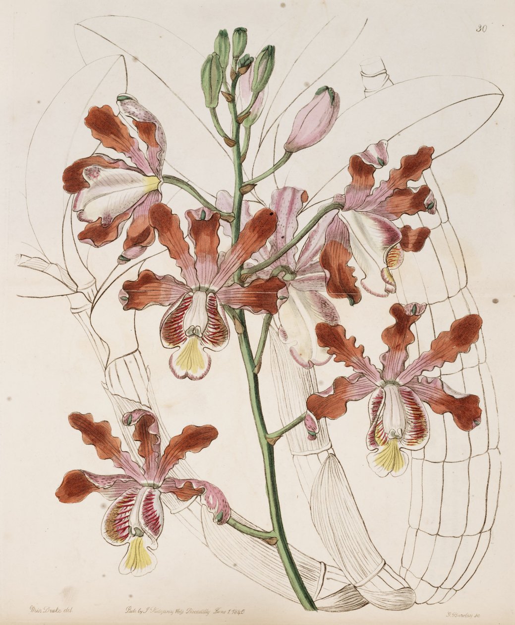 Myrmecophila玉兰（SYN。Schomburgkia tibicinis SSP。玉兰） 作者 德雷克小姐