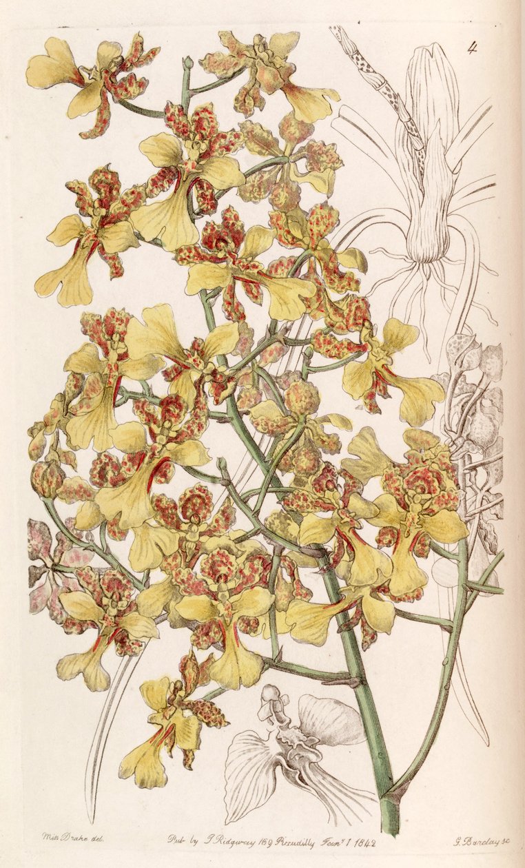 文心兰韭菜或Trichocentrum韭菜（作为syn.Incidium longifolium） 作者 德雷克小姐