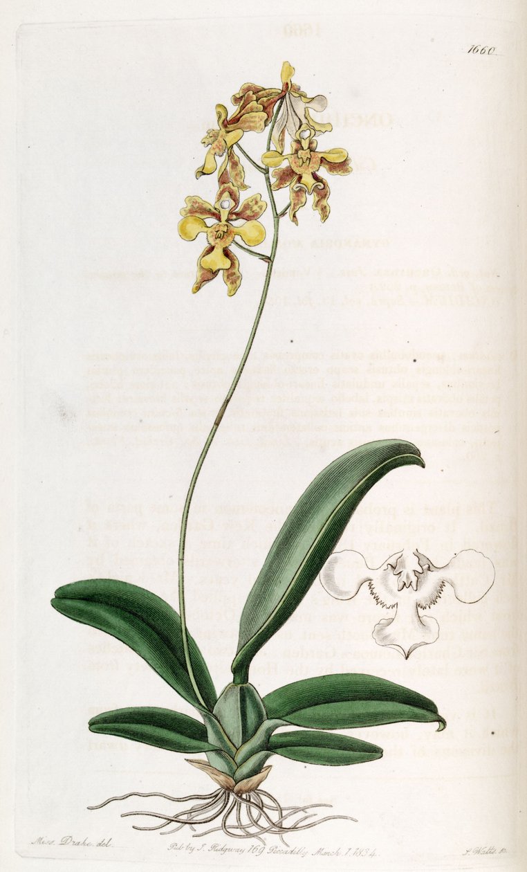 文心兰（Oncidium ciliatum） 作者 德雷克小姐