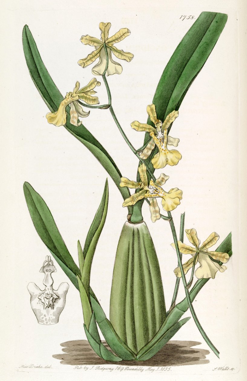 文心兰（Oncidium citrinum） 作者 德雷克小姐