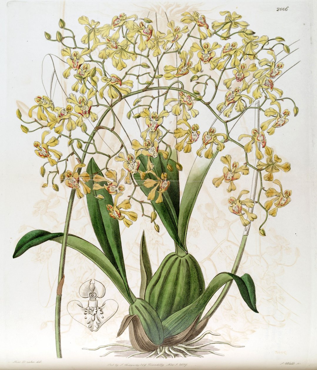 Oncidium deltoideum（拼写为Cynorchis fastigiata 作者 德雷克小姐