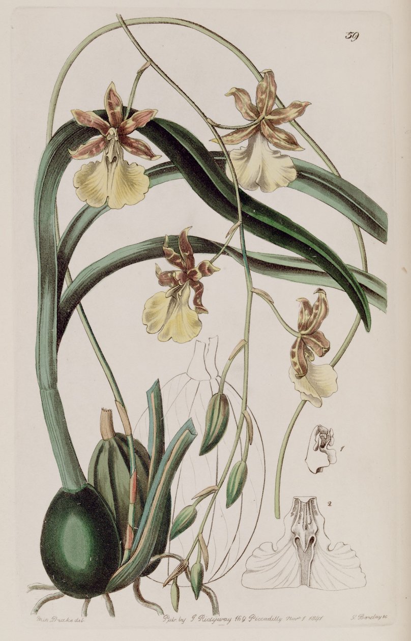 文心兰（Oncidium graminifolium）（同义词Cyrtochilum filipes） 作者 德雷克小姐
