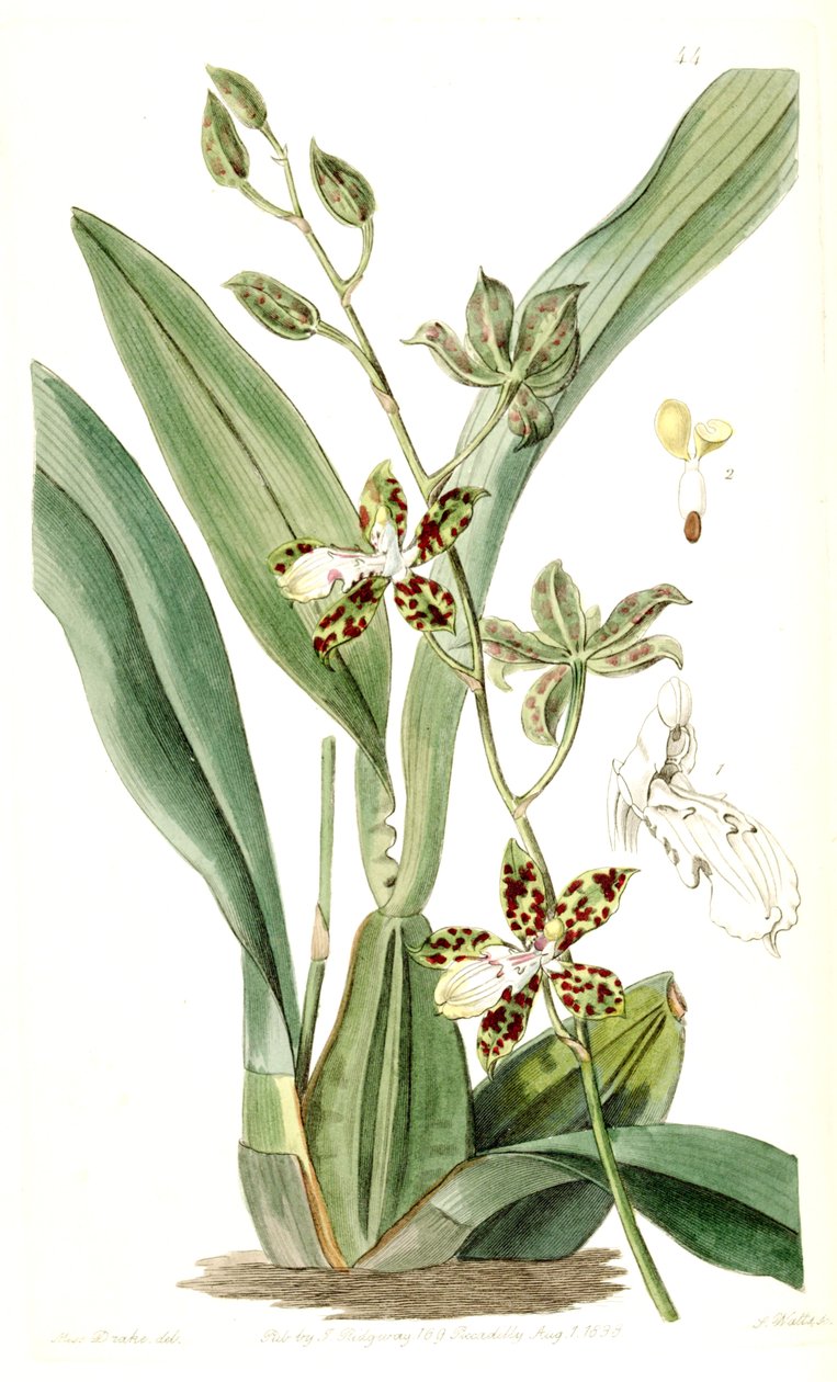 文心maculatum（SYN。Cyrtochilum maculatum） 作者 德雷克小姐