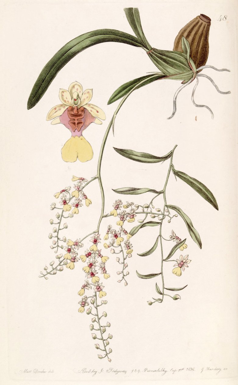 文心兰（Oncidium raniferum） 作者 德雷克小姐