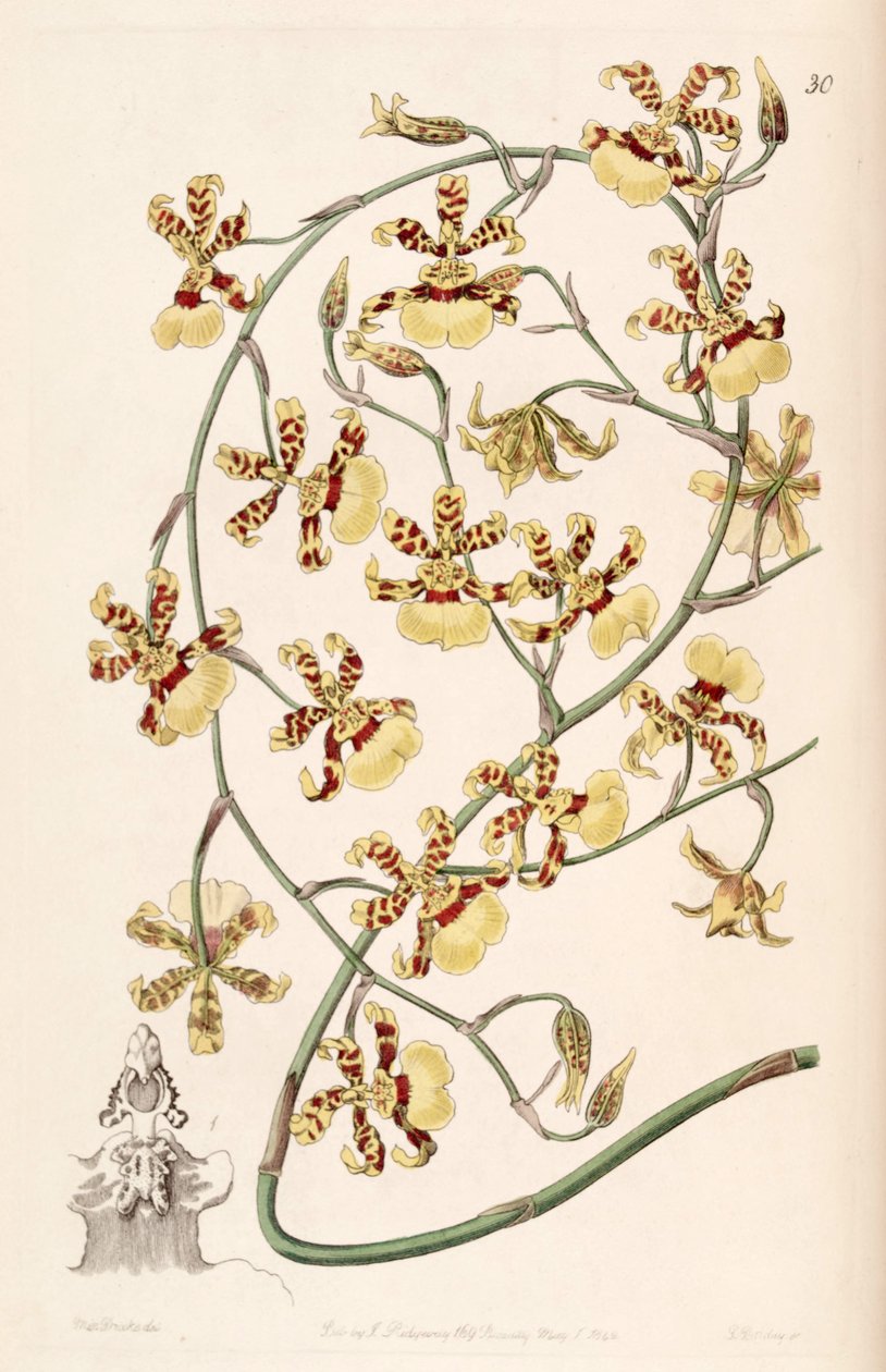 文心兰（Sycidium sphacelatum） 作者 德雷克小姐