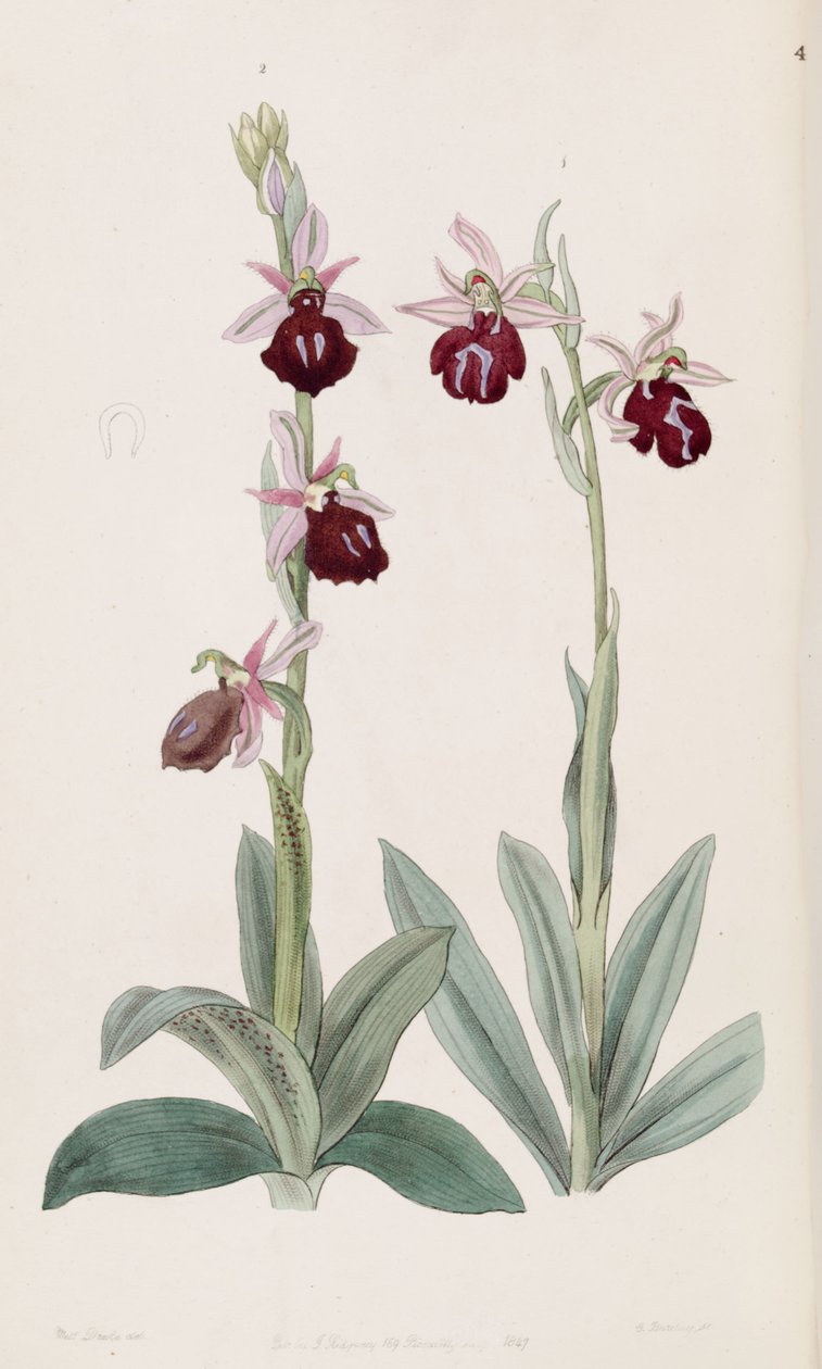 Ophrys ferrum-equinum（左图2）和Ophrys bombyliflora（as.Ophrys tabanifera）（右图1） 作者 德雷克小姐
