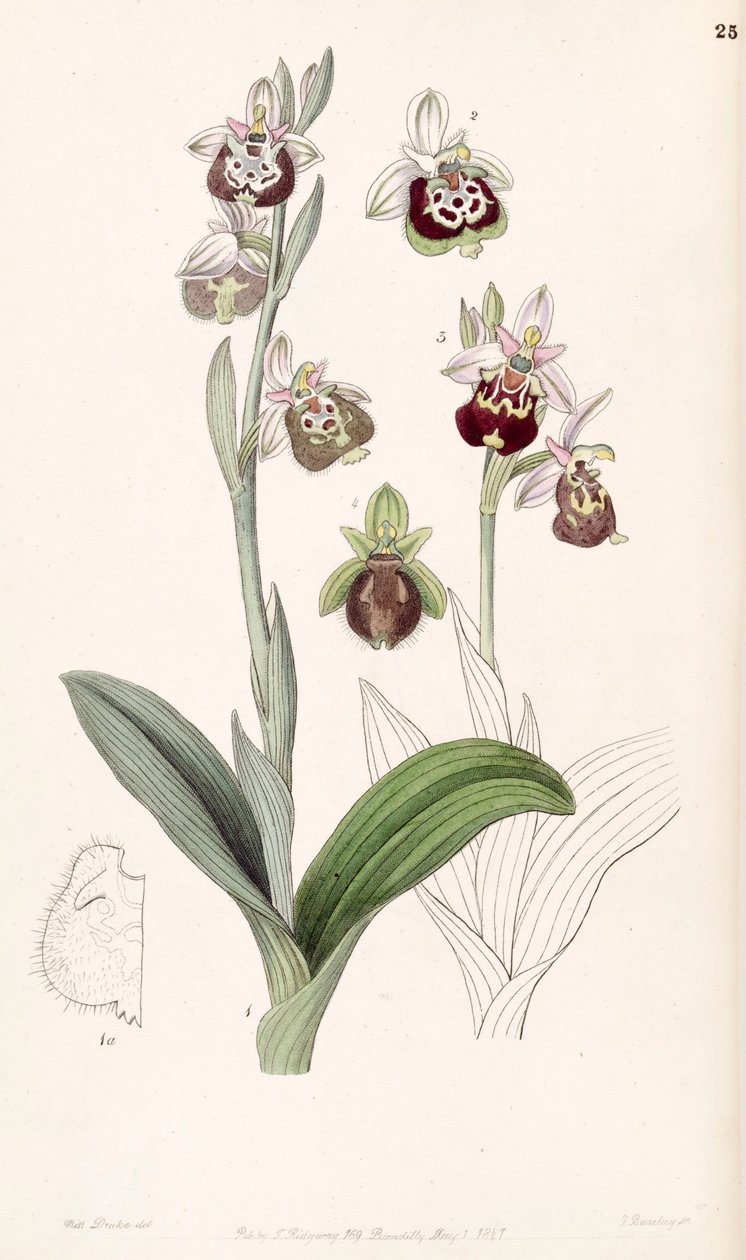Ophrys fuciflora或Ophrys holoserica 作者 德雷克小姐