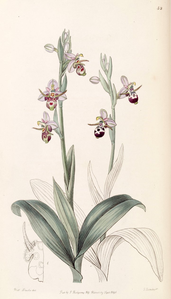 Ophrys scolopax subsp。 cornuta（as.ophrys cornuta） 作者 德雷克小姐