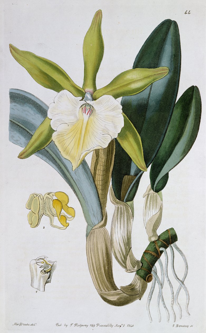Orchid：Brassavola glauca，由I. Ridgway出版，1846年 作者 德雷克小姐