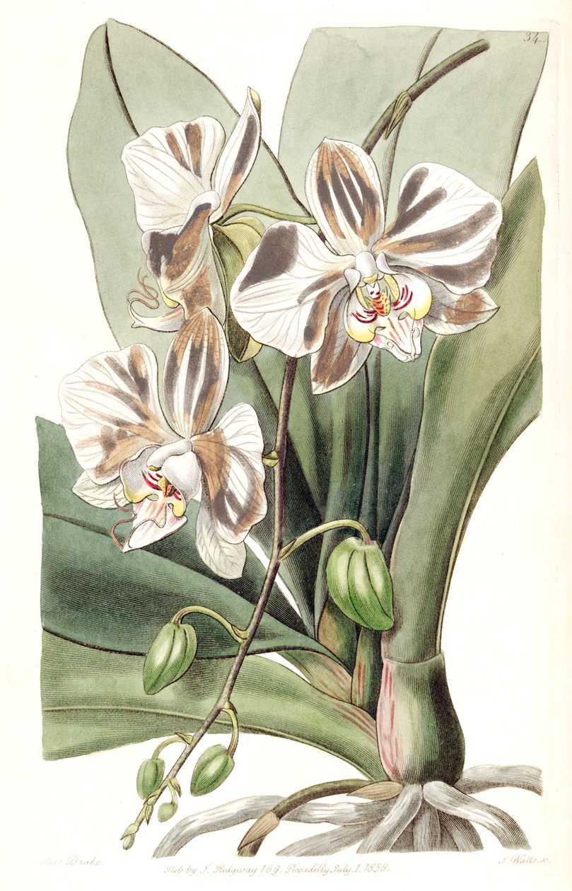 白蝴蝶兰亚种。阿佛洛狄忒（SYN。中联可爱石斛。（1838），NOM。梅格。） 作者 德雷克小姐