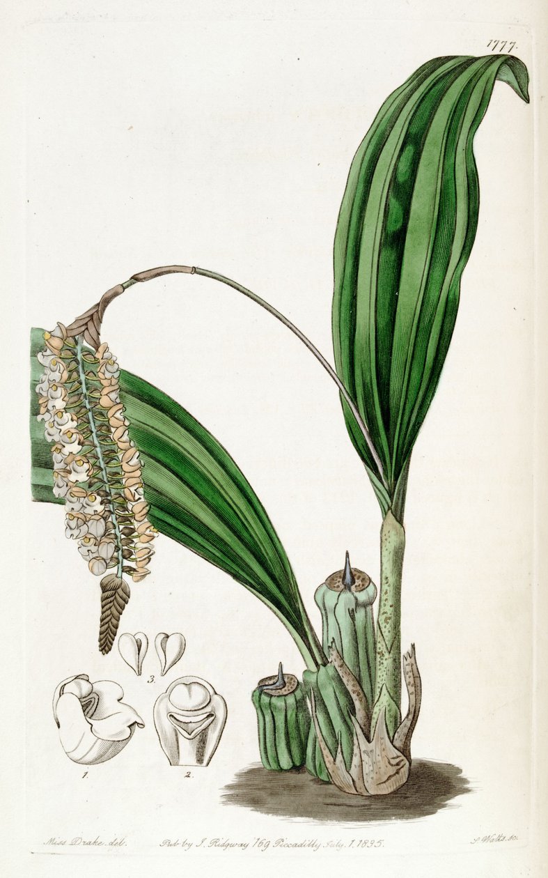 Pholidota imbricata 作者 德雷克小姐