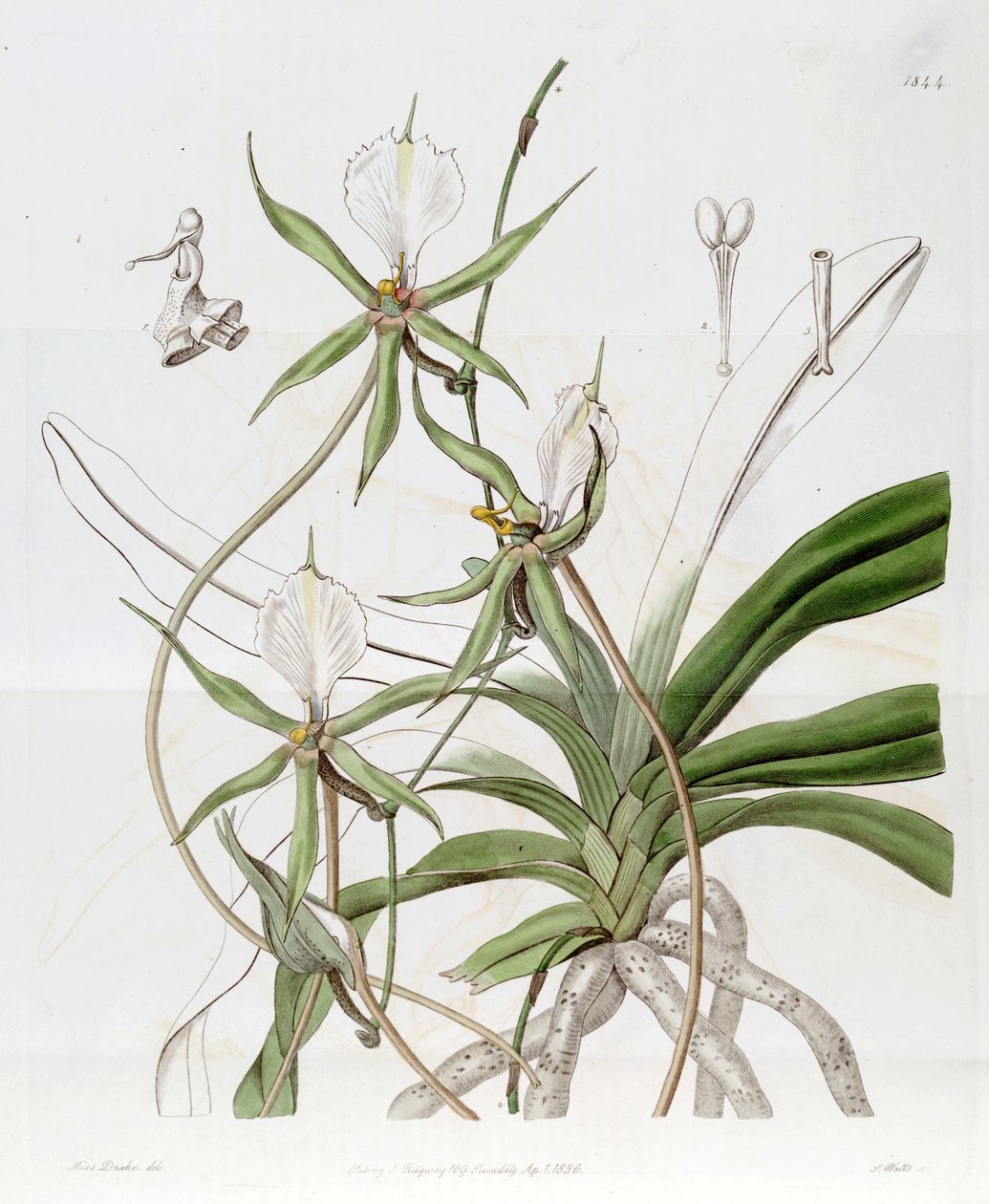 Plectrelminthus尾（SYN。Listrostachys oaudatum） 作者 德雷克小姐