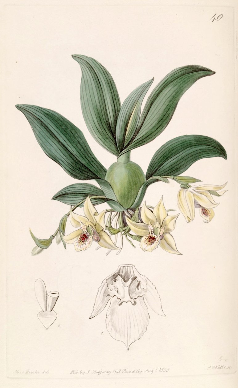 Promenaea rollissonii（as.Maxillaria rollissonii） 作者 德雷克小姐