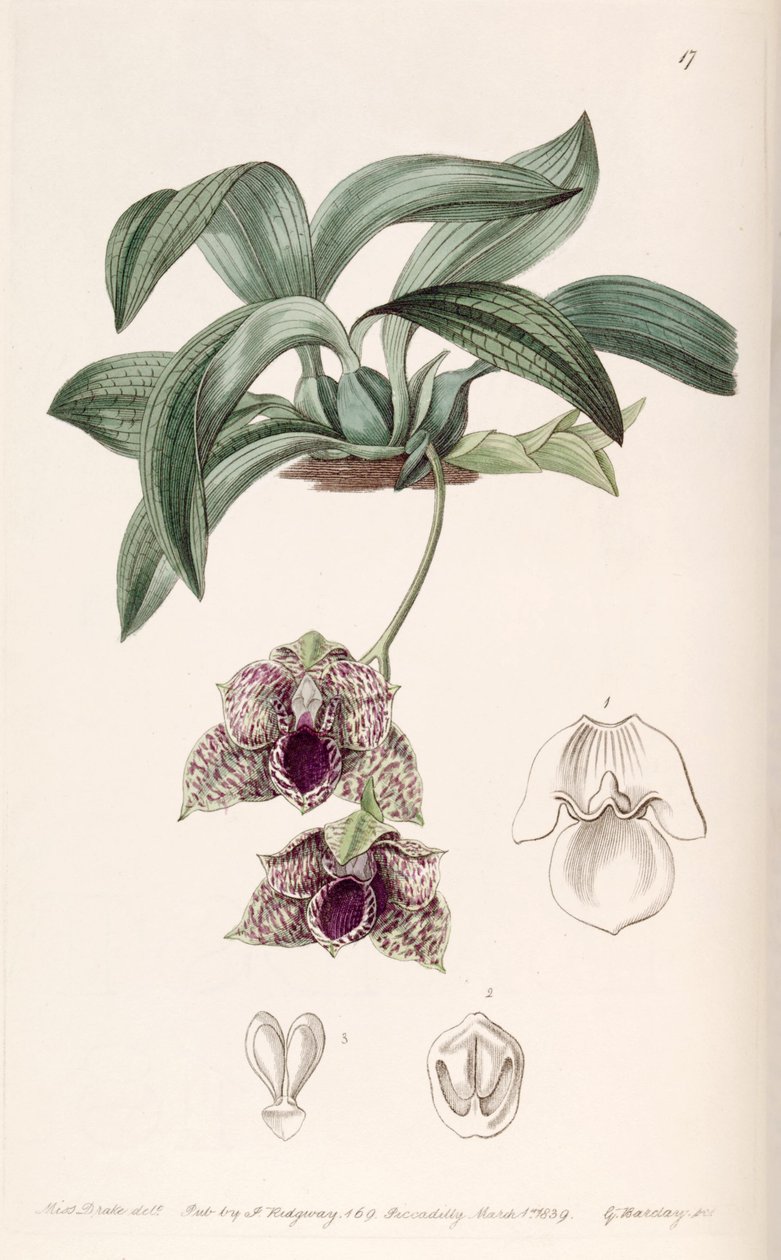 Promenaea stapelioides（作为syn.Maxillaria stapelioides） 作者 德雷克小姐
