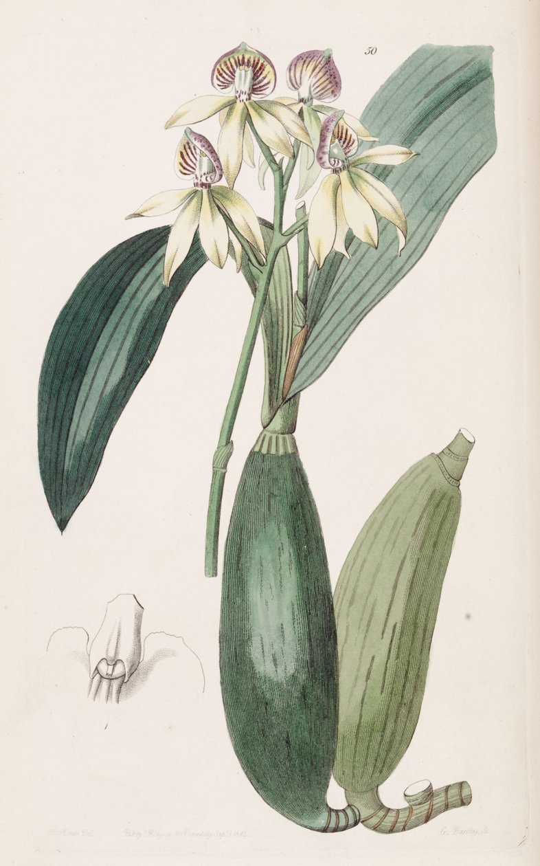 Prosthechea cochleata（作为Epidendrum lancifolium syn。） 作者 德雷克小姐