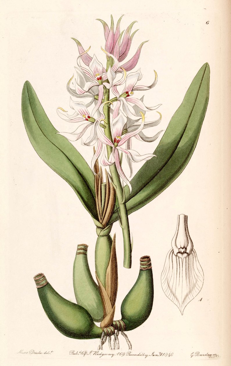 Prosthechea glumacea（作为合成的Epidendrum glumaceum） 作者 德雷克小姐