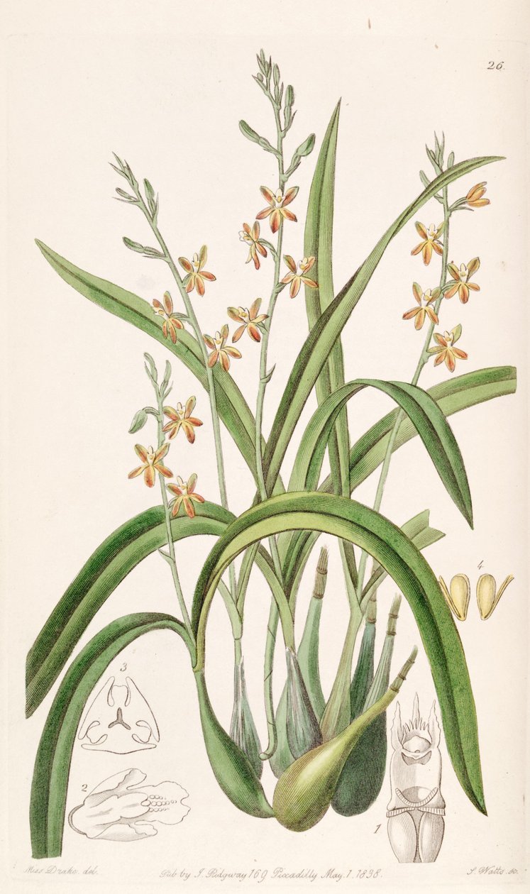 Prosthechea ochracea（同时为Epidendrum ochraceum） 作者 德雷克小姐