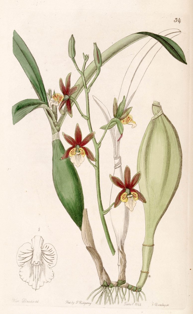 Prosthechea pterocarpa（作为syn.epidendrum pterocarpum） 作者 德雷克小姐