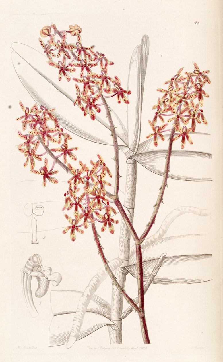 Renanthera matutina 作者 德雷克小姐