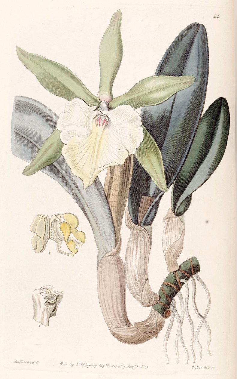 Rhyncholaelia glauca或Brassica glauca 作者 德雷克小姐