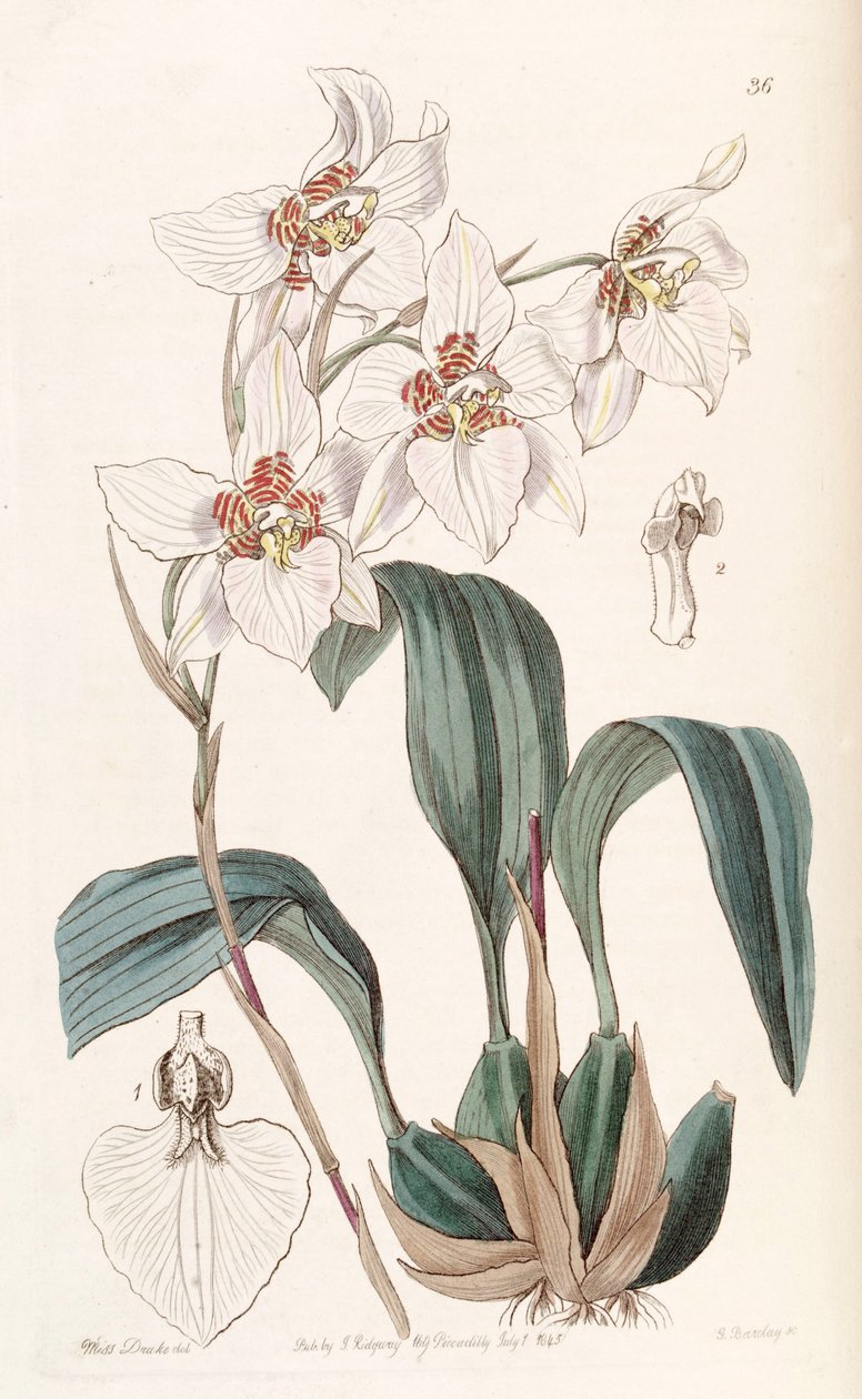 Rhynchostele cervantesii（as as.Odontoglossum cervantesii） 作者 德雷克小姐
