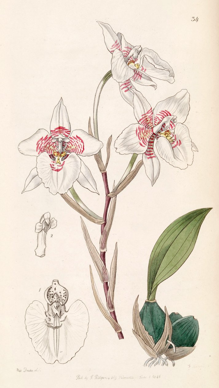 Rhynchostele cervantesii（as as.Odontoglossum membranaceum） 作者 德雷克小姐