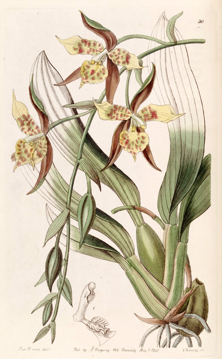 Rhynchostele maculata（as.Odontoglossum maculatum） 作者 德雷克小姐
