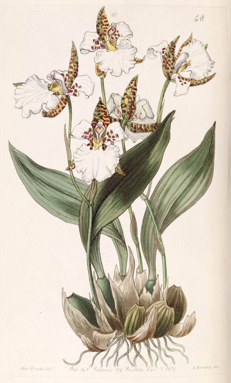 Rhynchostele rossii（同义词Odontoglossum rossii） 作者 德雷克小姐