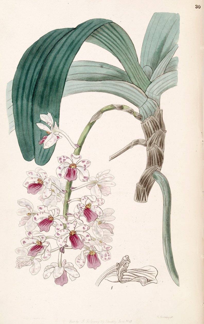 Rhynchostylis gigantea subsp。 violacea（作为同义词Vanda violacea） 作者 德雷克小姐