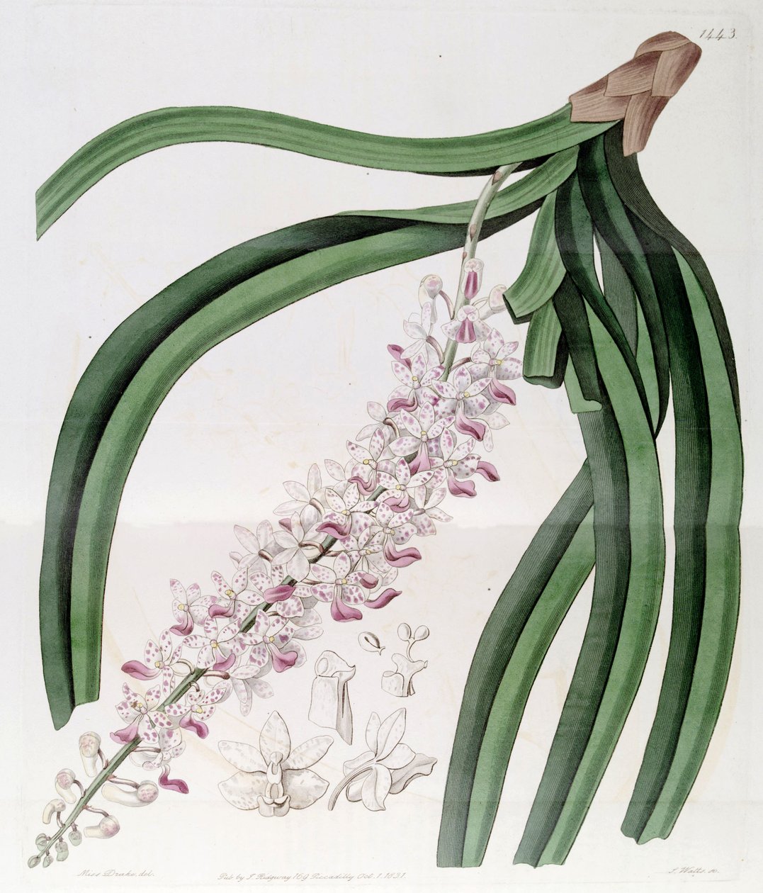 Rhynchostylis retusa（as syn.Eulophia mackaiana） 作者 德雷克小姐