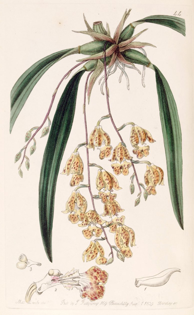 Rodriguezia sticta（作为同义词Burlingtonia maculata） 作者 德雷克小姐