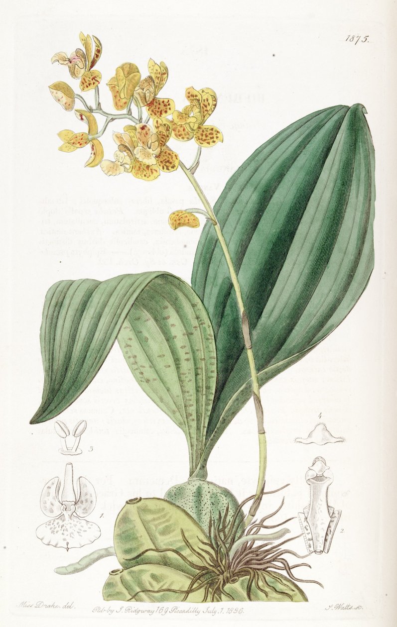 Rudolfiella aurantiaca 作者 德雷克小姐