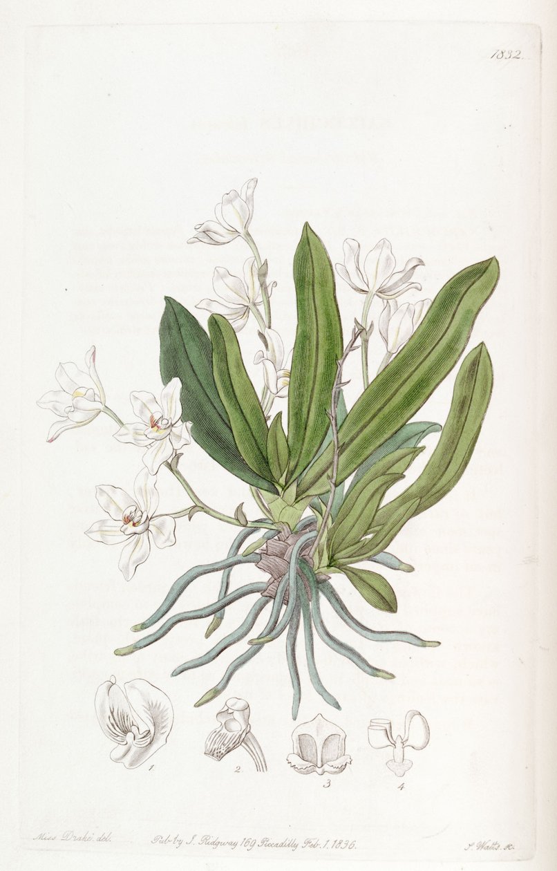 Sarcochilus falcatus 作者 德雷克小姐