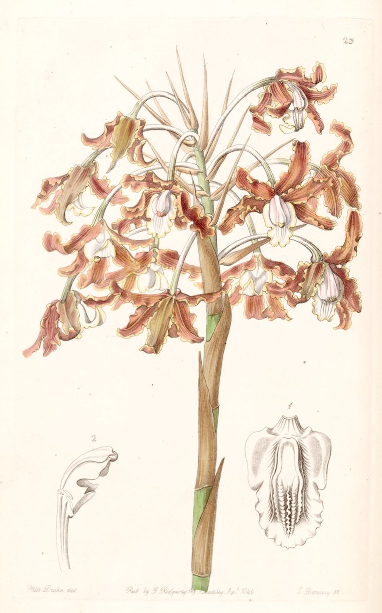 Schomburgkia crispa（Laelia marginata的同义词） 作者 德雷克小姐
