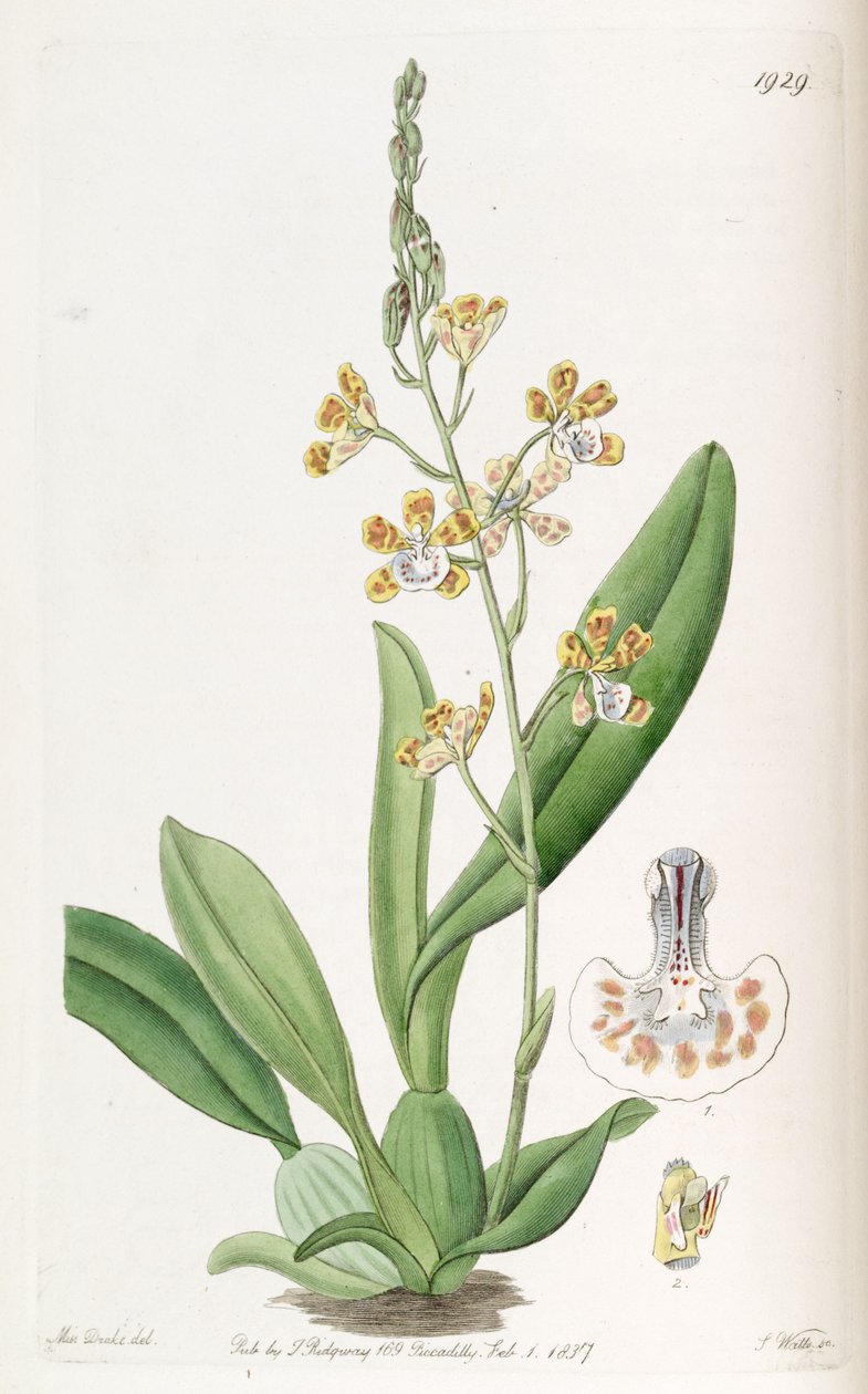 Solenidium lunatum（作为syn.Incidium lunatum） 作者 德雷克小姐