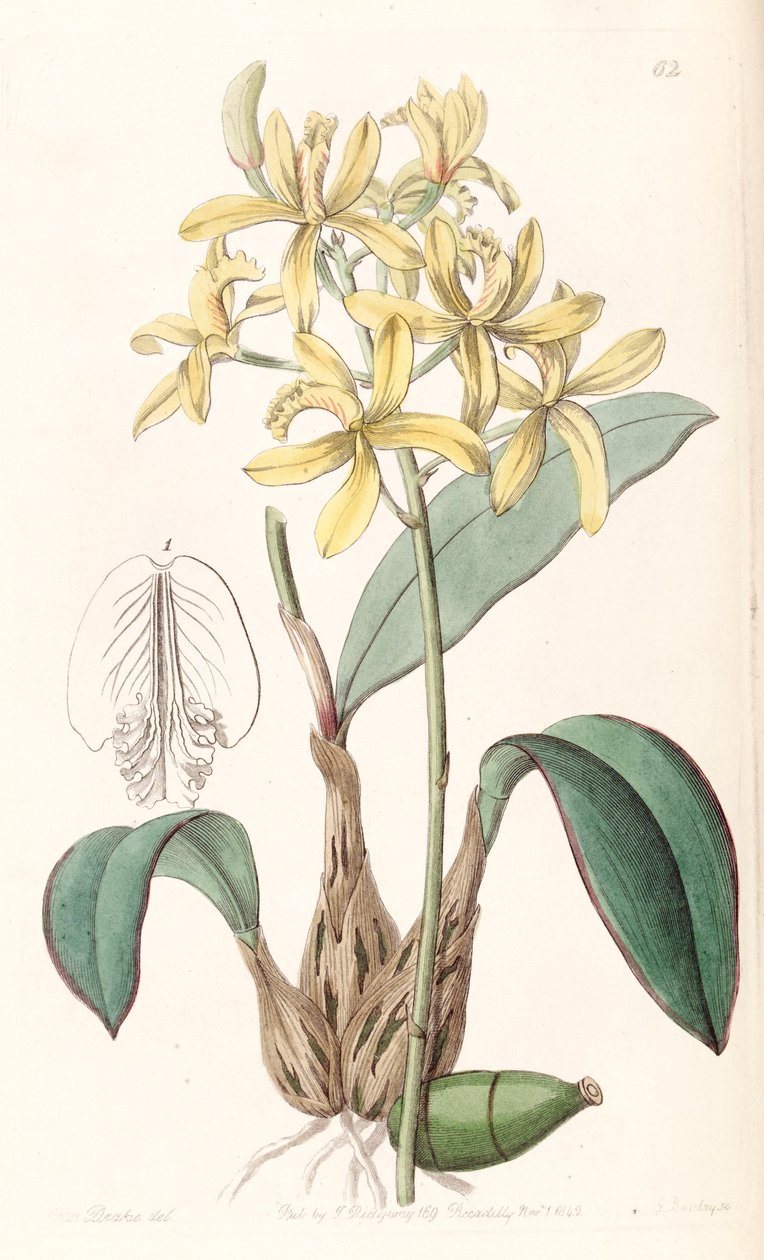 Sophronitis crispata（as.Laelia flava） 作者 德雷克小姐