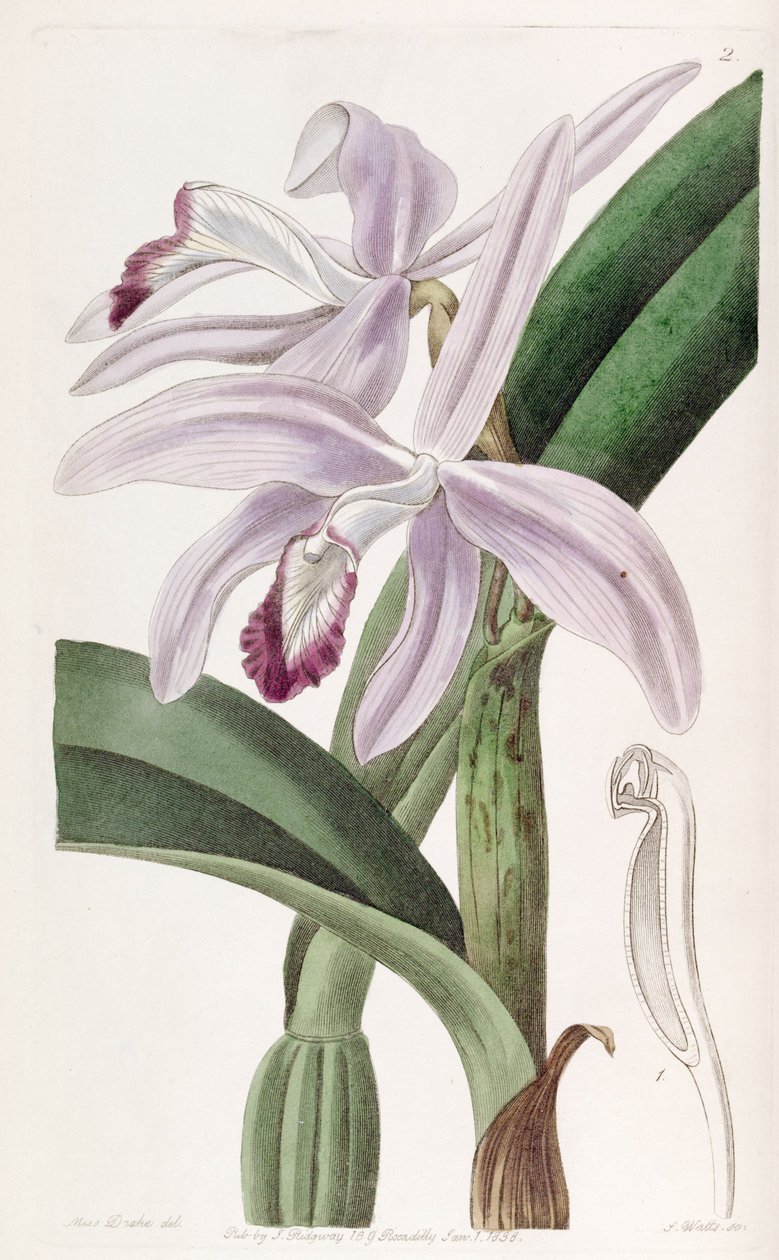 Sophronitis perrinii（as cattleya perrinii） 作者 德雷克小姐