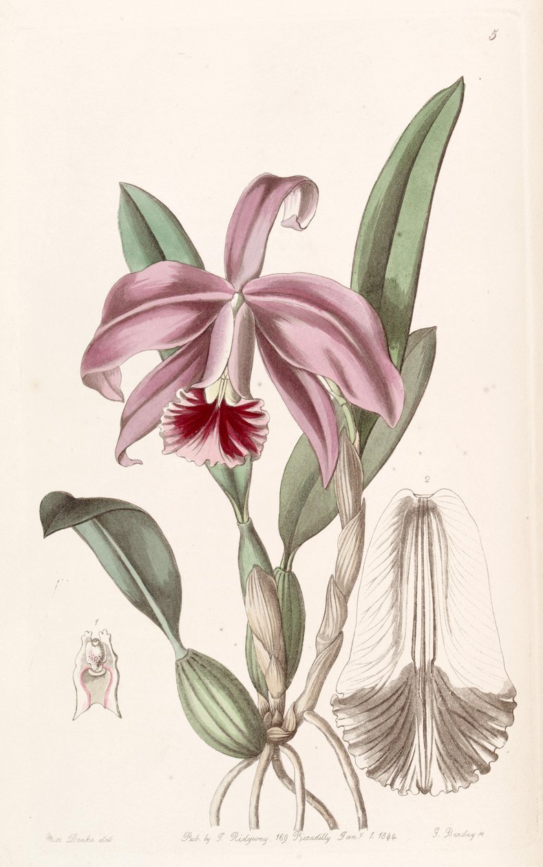 Sophronitis pumila（as.cattleya pumila） 作者 德雷克小姐