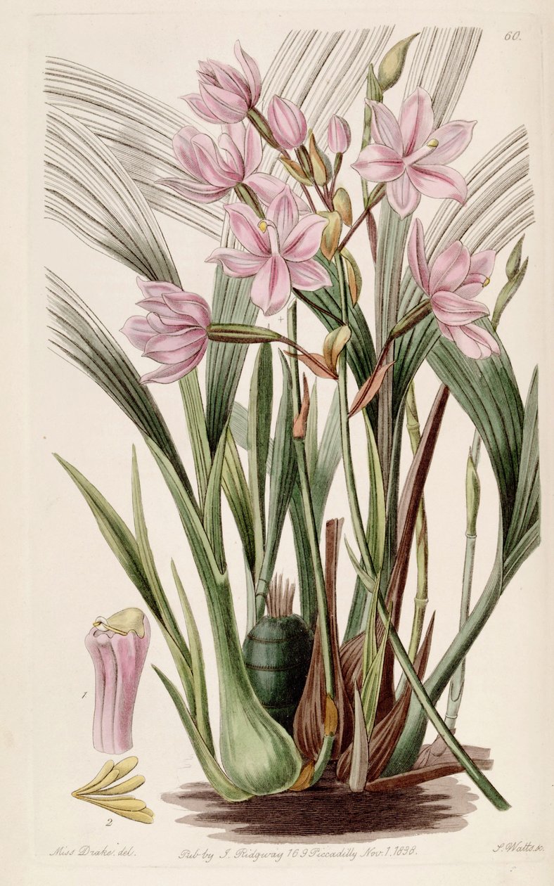 Spathoglottis plicata（as as.Paxtonia rosea） 作者 德雷克小姐