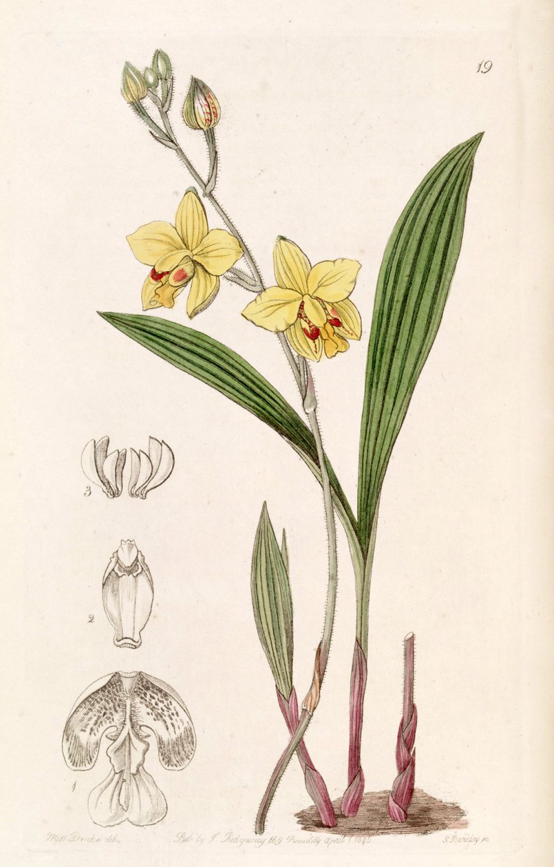 Spathoglottis青春期（如同.Spathoglottis fortunei，由Lindley拼写为Spathoglottis fortuni） 作者 德雷克小姐