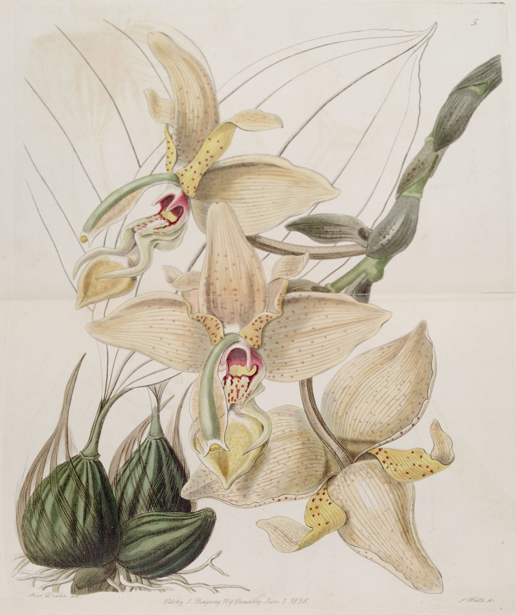 Stanhopea×quadricornis Lindl。 （1838）（Stanhopea grandiflora×Stanhopea wardii） 作者 德雷克小姐