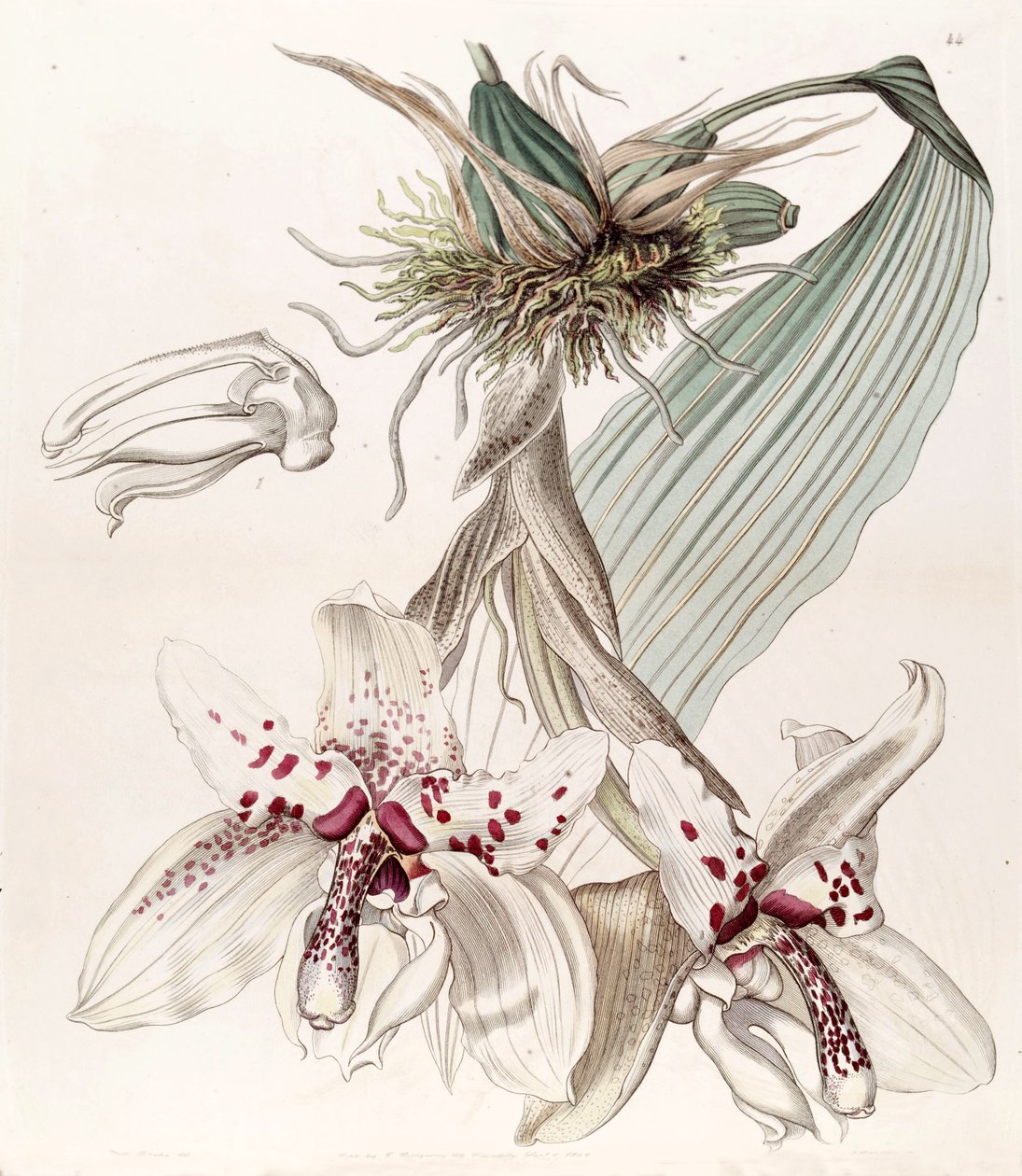 Stanhopea martiana（作为同义词Stanhopea martiana var.Bicolor） 作者 德雷克小姐
