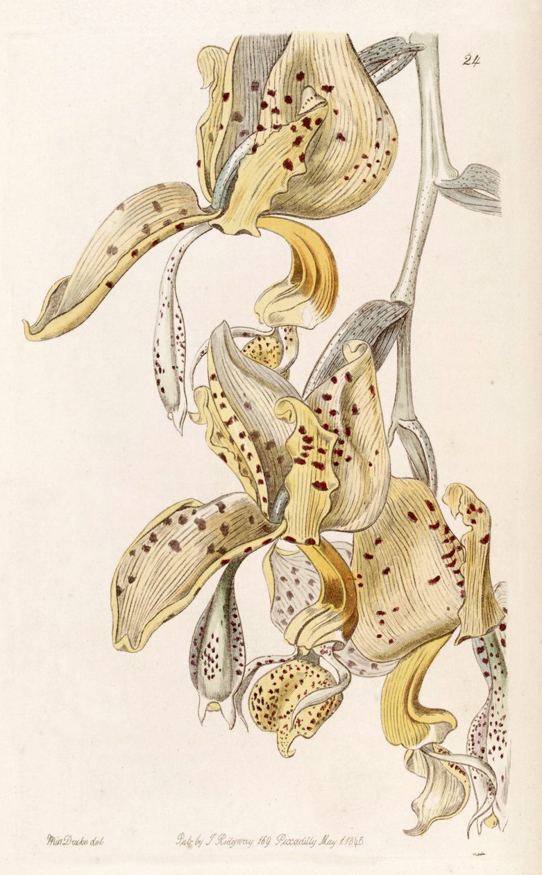 Stanhopea oculata（作为同义词Stanhopea bucephalus） 作者 德雷克小姐