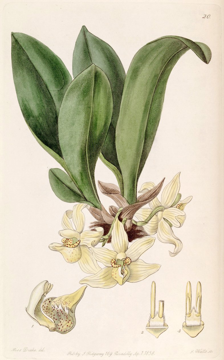 Stenia pallida 作者 德雷克小姐