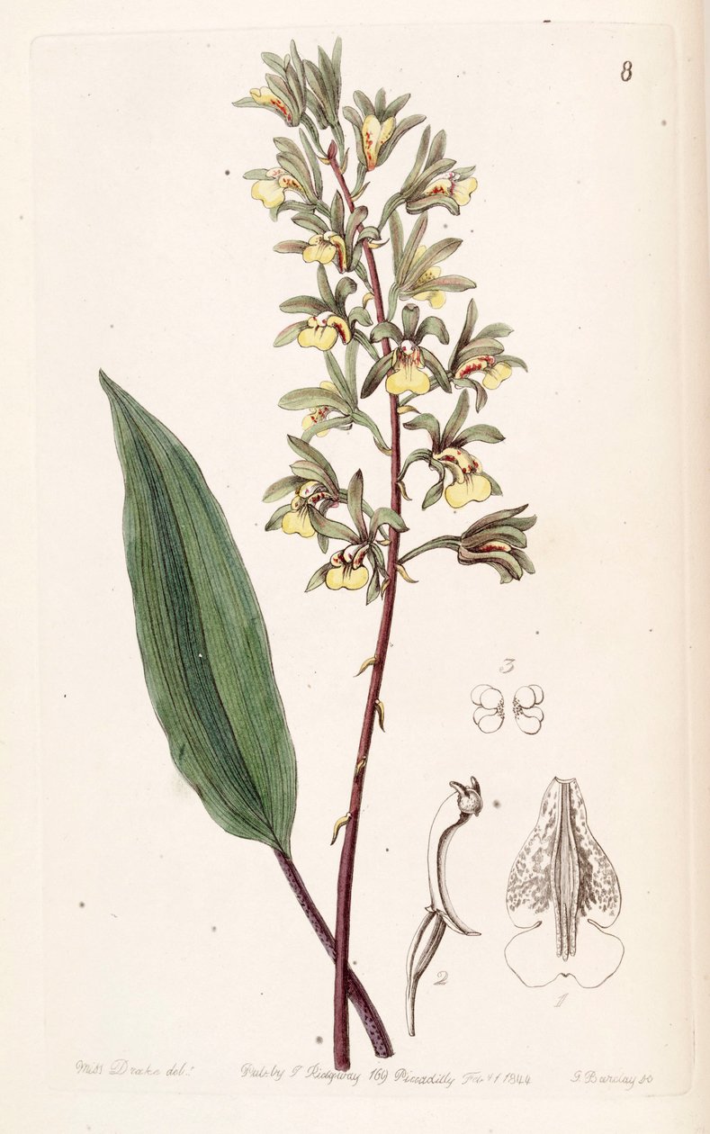 Tainia bicornis（作为Ania bicornis） 作者 德雷克小姐