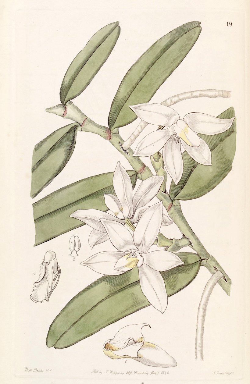 Thrixspermum calceolus（作为syn.Sarcochilus calceolus） 作者 德雷克小姐